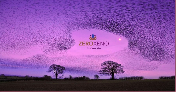Zero Xeno Seeks Murmurations!